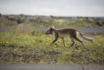 Fox on field