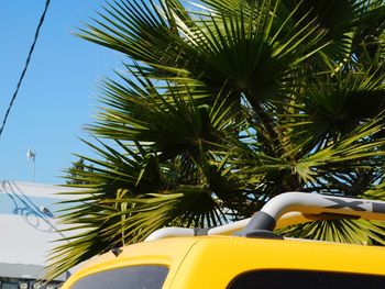 Close-up of palm tree against sky