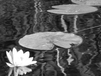 Close-up of lotus water lily in lake