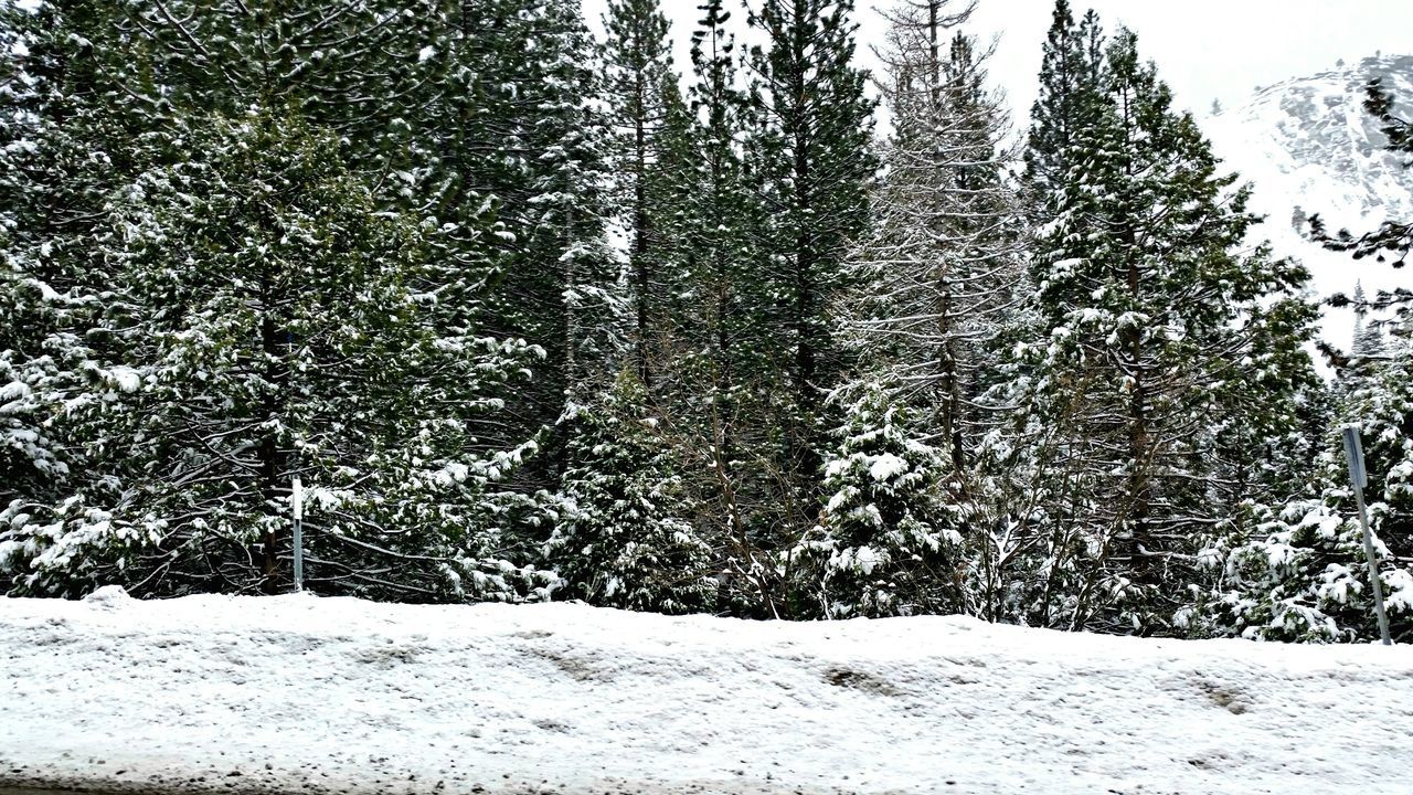 snow, winter, cold temperature, tree, tranquility, nature, tranquil scene, season, beauty in nature, covering, growth, field, landscape, day, weather, white color, scenics, outdoors, no people, sunlight