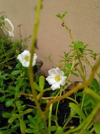 Close-up of white flowers blooming outdoors