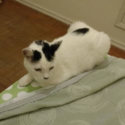 Cat resting on floor