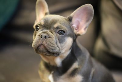 Close-up of dog looking away