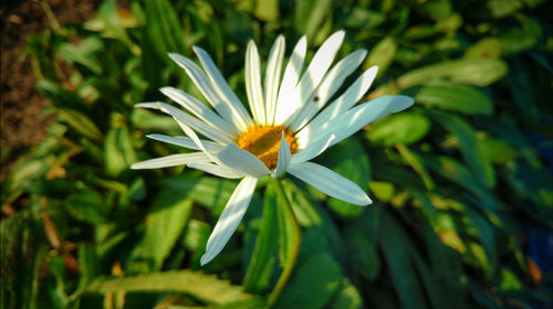 Close-up of honey blooming outdoors