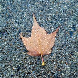 Close-up of dry leaves