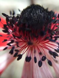 Close-up of red flower