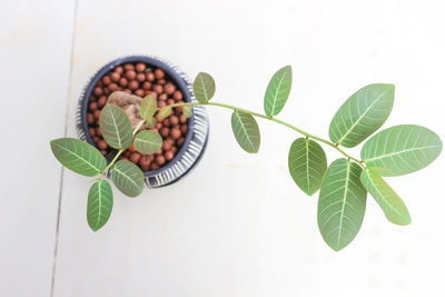 High angle view of fresh green leaves on table