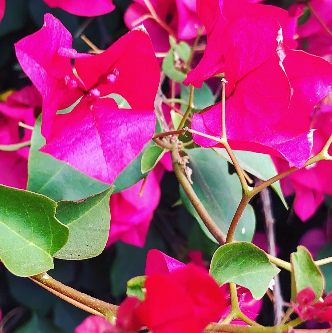 CLOSE-UP OF PINK BOUGAINVILLEA