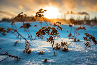 Close-up of wilted plant on snow covered land during sunset