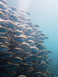 Fish swimming in sea