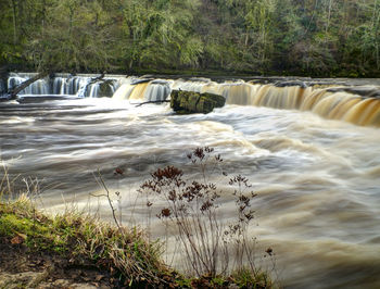 Scenic view of waterfall in forest