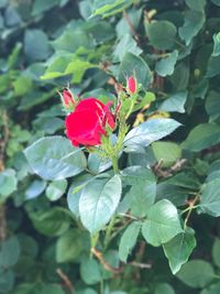 Close-up of red flowers blooming outdoors