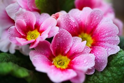 Close-up of wet pink flower