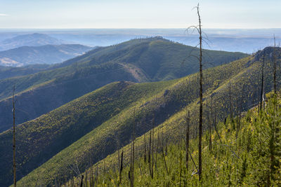 Dead trees from wildfire among new growth