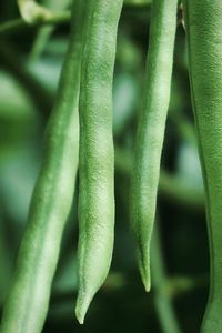 Detail of green leaf