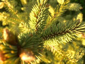 Close-up of pine tree