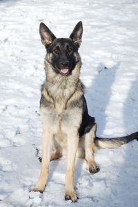 Portrait of dog in snow