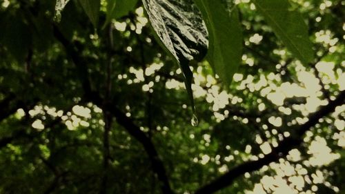 Low angle view of lizard on tree