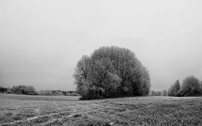 Single tree in field against clear sky