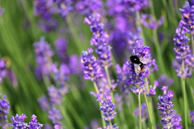 Close-up of bee pollinating on lavender