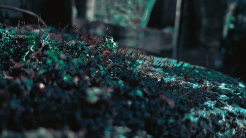 Close-up of moss growing on tree