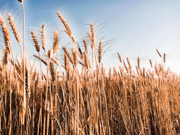 Close-up of stalks in field against sky
