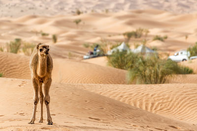 Camel standing on sand