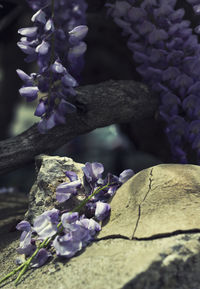 Close-up of fresh purple flower tree