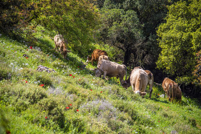 A herd of cows grazing on grass in front of a forest. travel concept hiking. north district israel