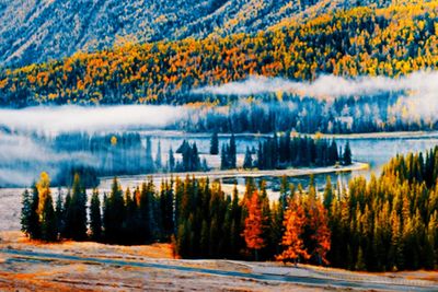 Scenic view of lake in forest during autumn