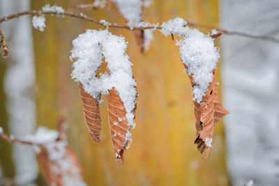 Close-up of frozen leaves on tree during winter