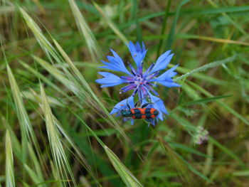 Close-up of insect on purple flower