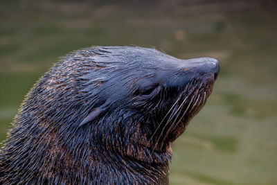 Close-up of an animal