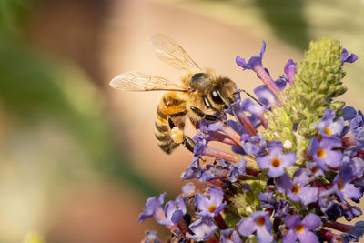 Close-up of bee pollinating on purple flower