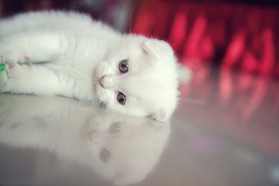 Close-up portrait of white kitten