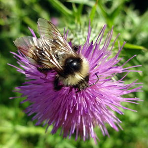 Close-up of honey bee on pink flower