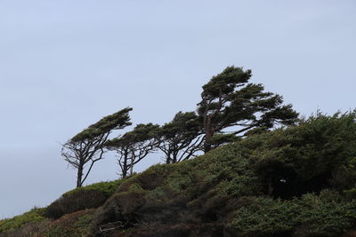 Low angle view of trees against clear sky