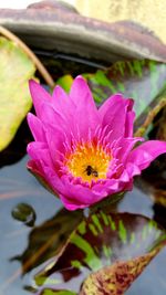 Close-up of pink water lily in lake