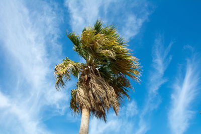 Low angle view of palm tree against blue sky