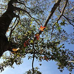 Low angle view of trees against blue sky