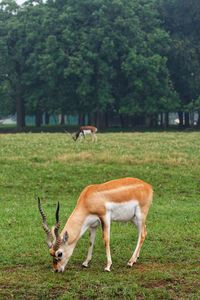 Antelopes standing in a field