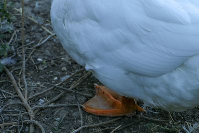 High angle view of bird perching on a field