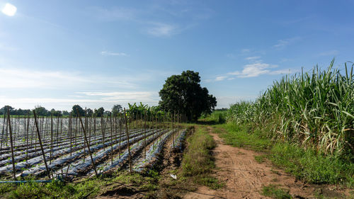 Scenic view of agricultural field against sky