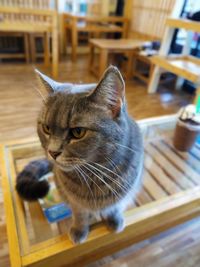 Cat looking away while sitting on table