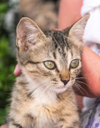 Close-up portrait of cat