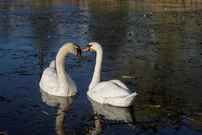 Close-up of swans swimming on lake