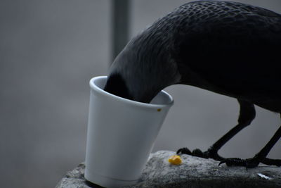 Close-up of bird drinking coffee