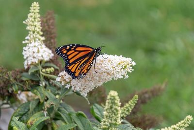 Close-up of butterfly pollinating on flower