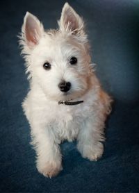 Close-up portrait of puppy