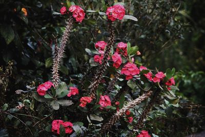 Close-up of pink flowering plants